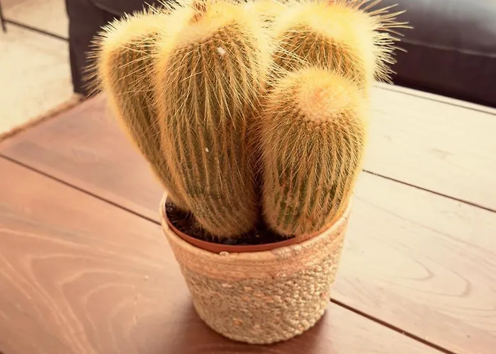 Emblematic Canarian House La Orotava